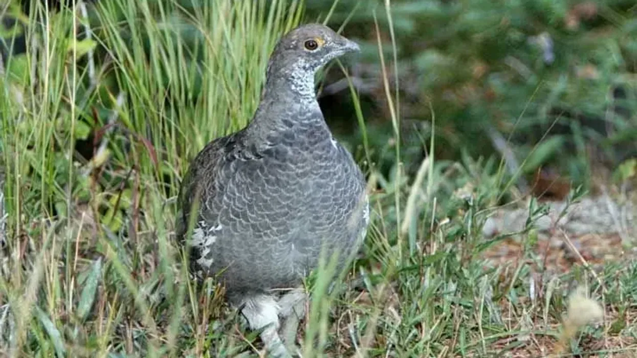Dusky grouse facts are associated with the beautiful ruffled feathers and tail of these birds