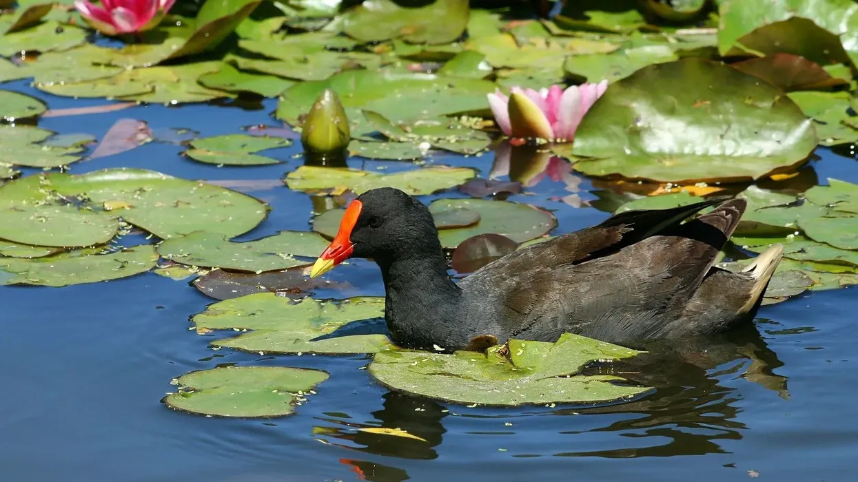 Dusky moorhen facts are interesting to read