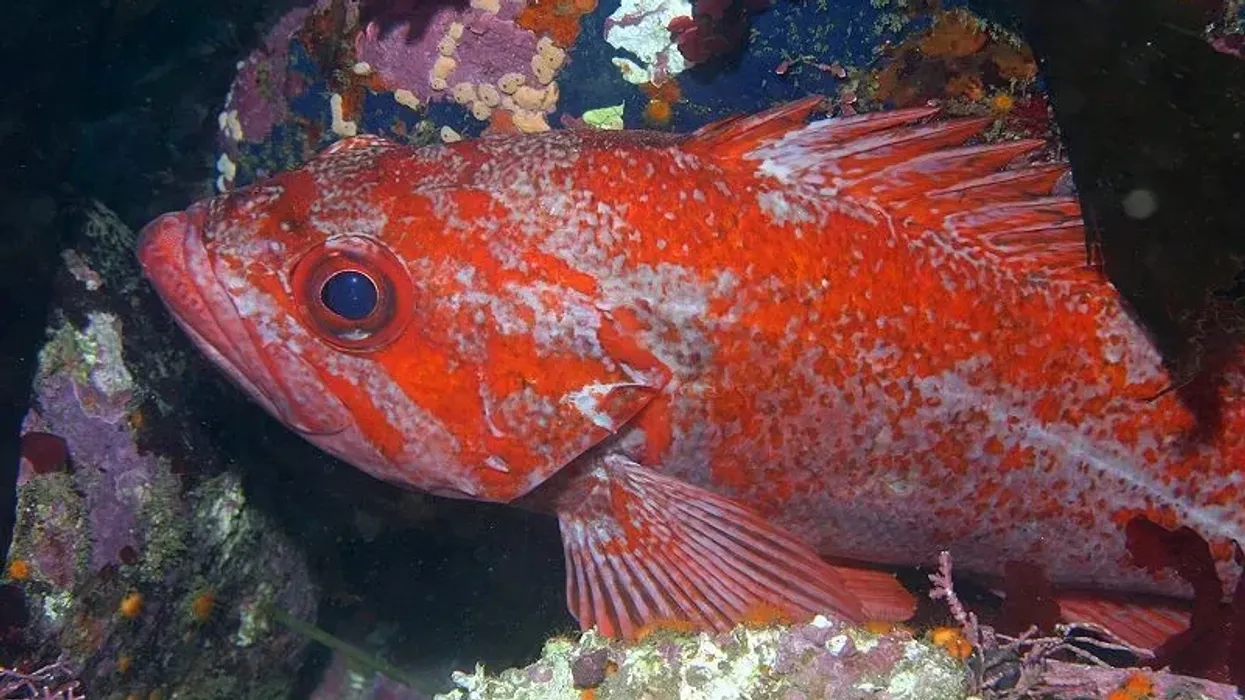 Dusky rockfish facts are about this fish species found in the North Pacific Ocean.