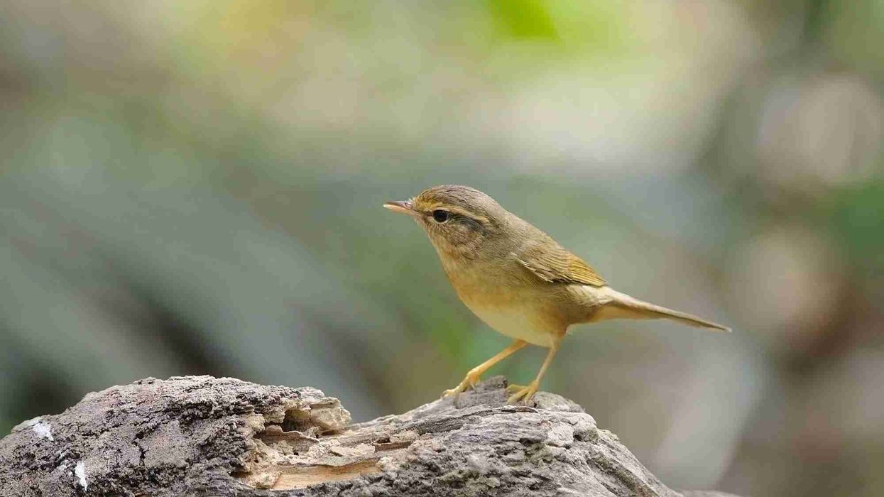 Dusky warbler facts are all about an amazing bird of the Phylloscopidae family.