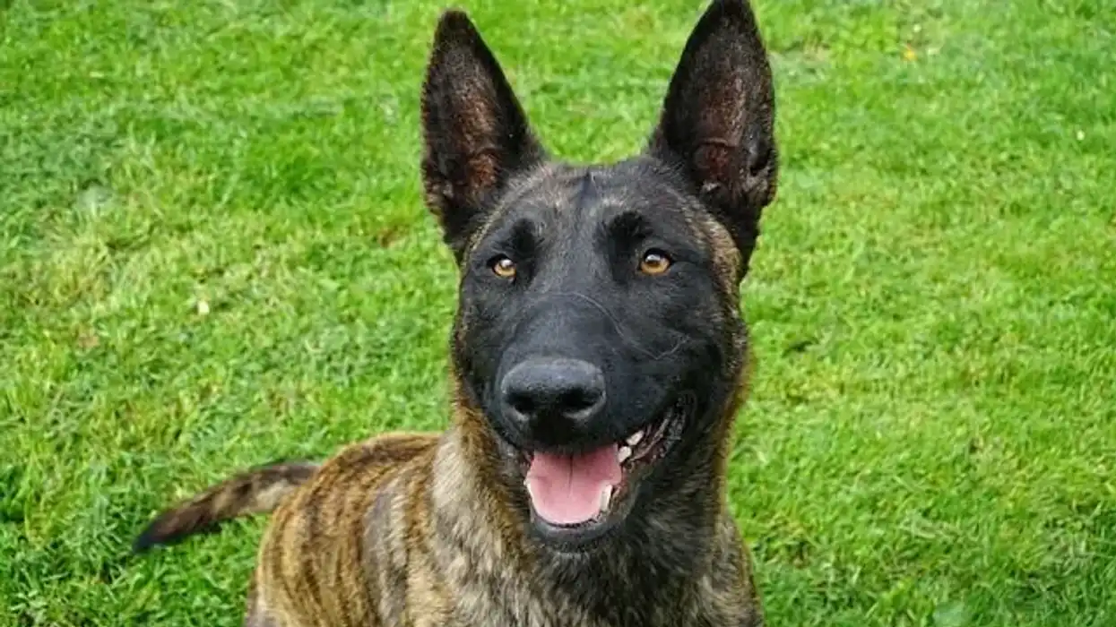 Dutch Shepherd facts about a muscular dog of medium build.