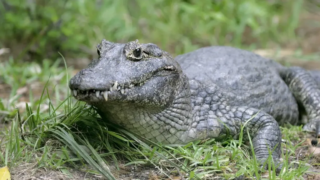 Dwarf caiman facts shed light on this predator.