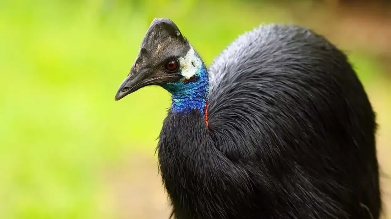 Dwarf cassowary facts this species of cassowaries is the smallest of the three and are flightless