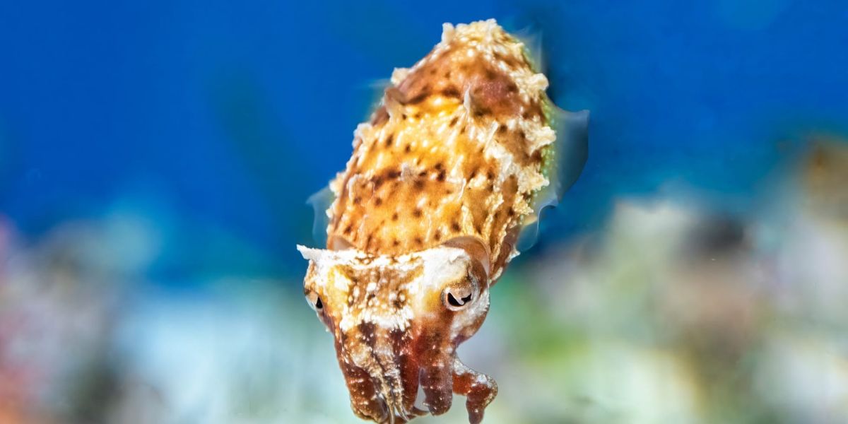 Fun Dwarf Cuttlefish Facts For Kids | Kidadl