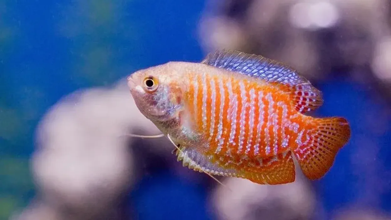 Dwarf gourami facts are great for kids.