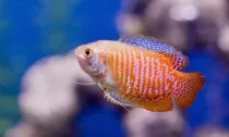 Dwarf gourami facts are great for kids.