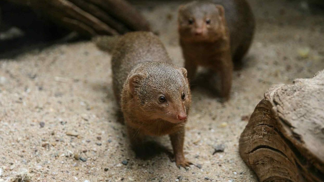 Dwarf mongoose facts for kids to discover a tiny little being