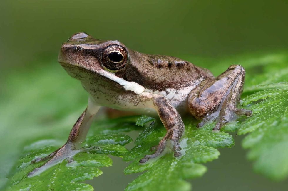 Dwarf Tree Frog resting on fern frond.