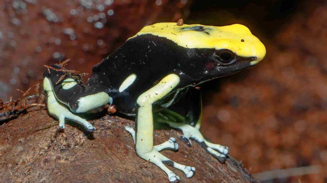 Dyeing dart frog facts are interesting.