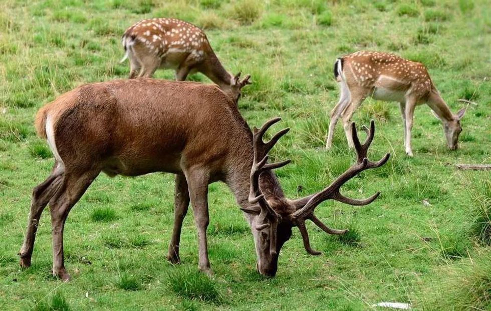 Each animals horn is different