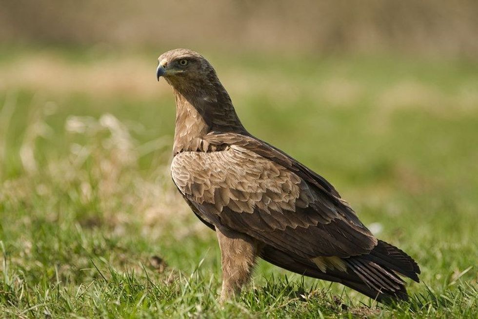 Eagle sitting in a ground