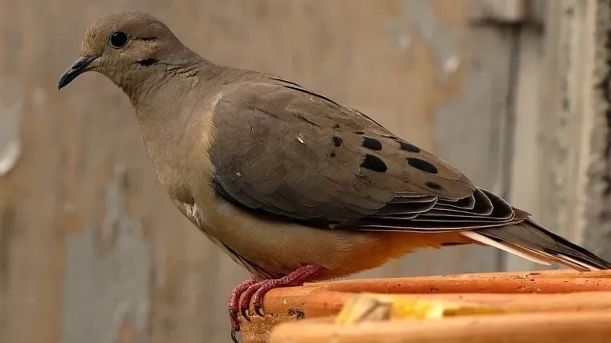 Eared dove facts, these birds provide big bag shooting experience in the world