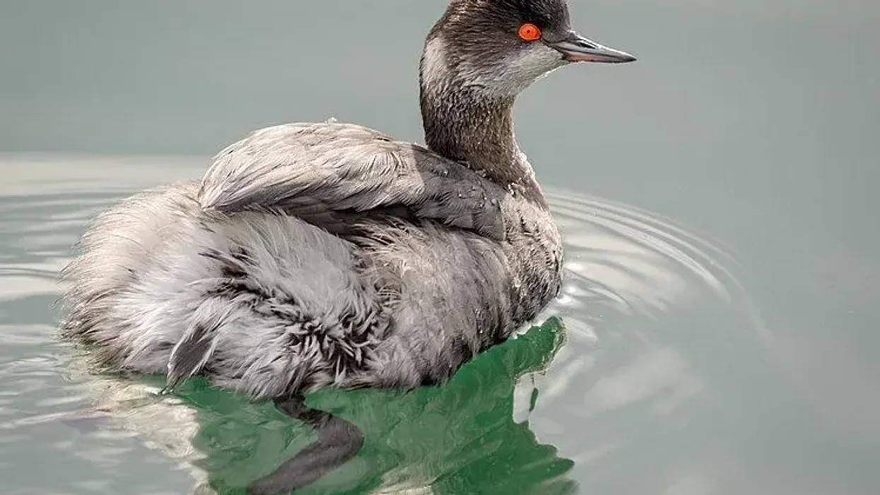 Eared grebe facts are enjoyed by kids.