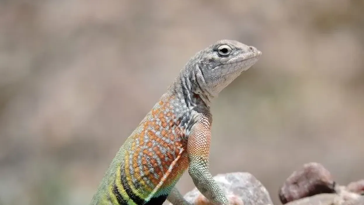 Earless lizard facts, a field guide to uncover these exciting beings from North America.