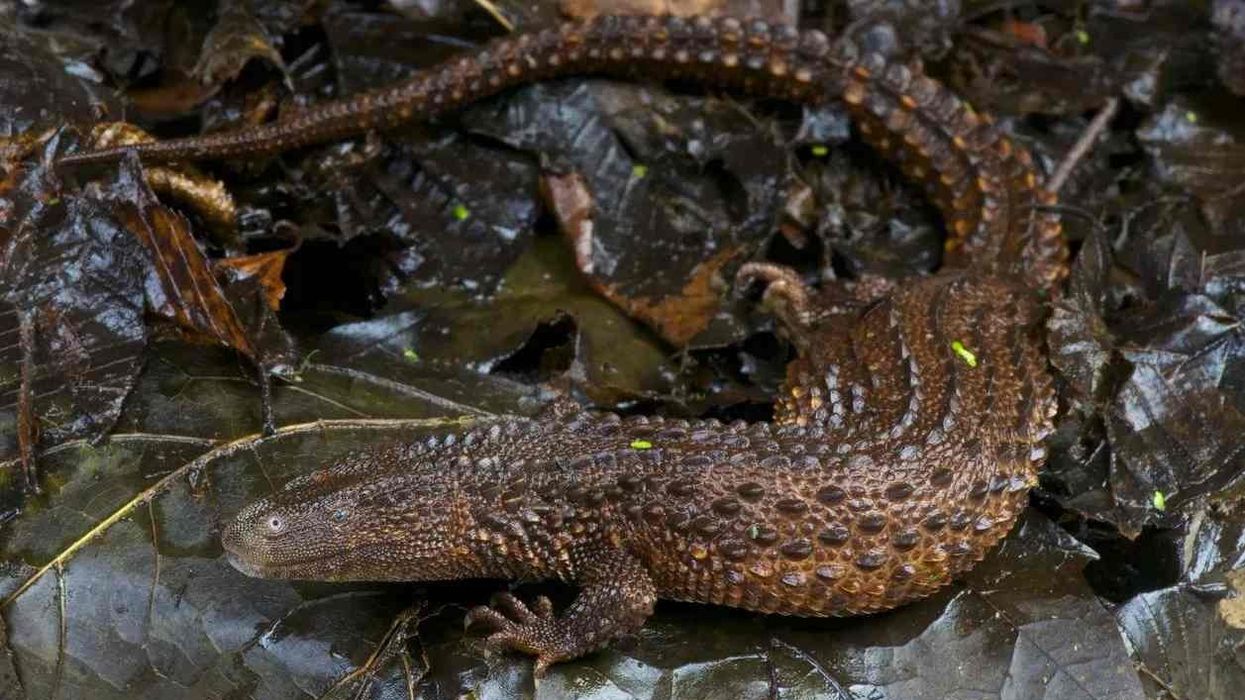 Earless monitor lizard facts shed light on this animal.
