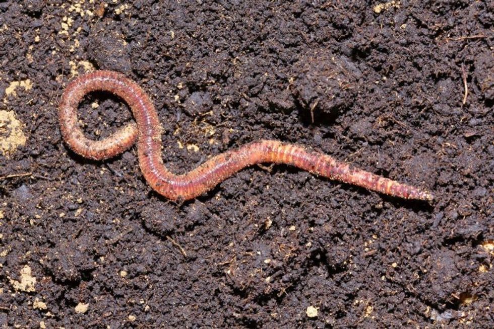 earth worm close-up in a fresh wet earth