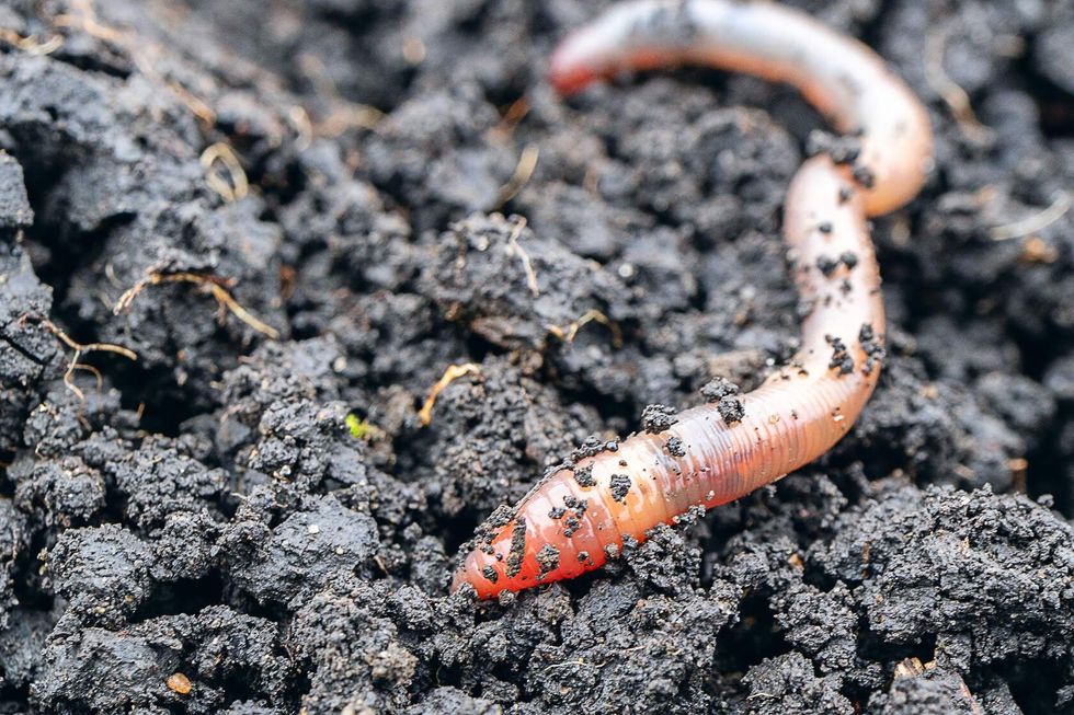 Earthworm close-up in fresh wet earth.