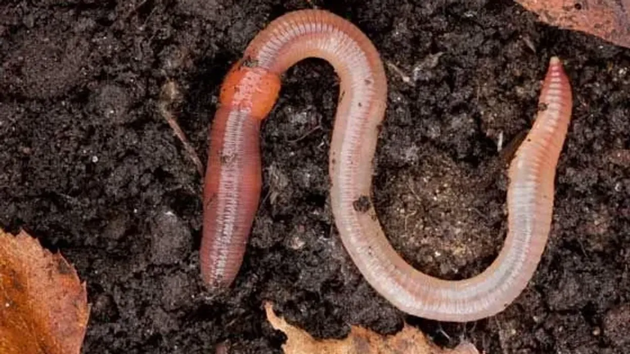 Earthworms facts like if its skin dries out, it cannot survive for long, are interesting
