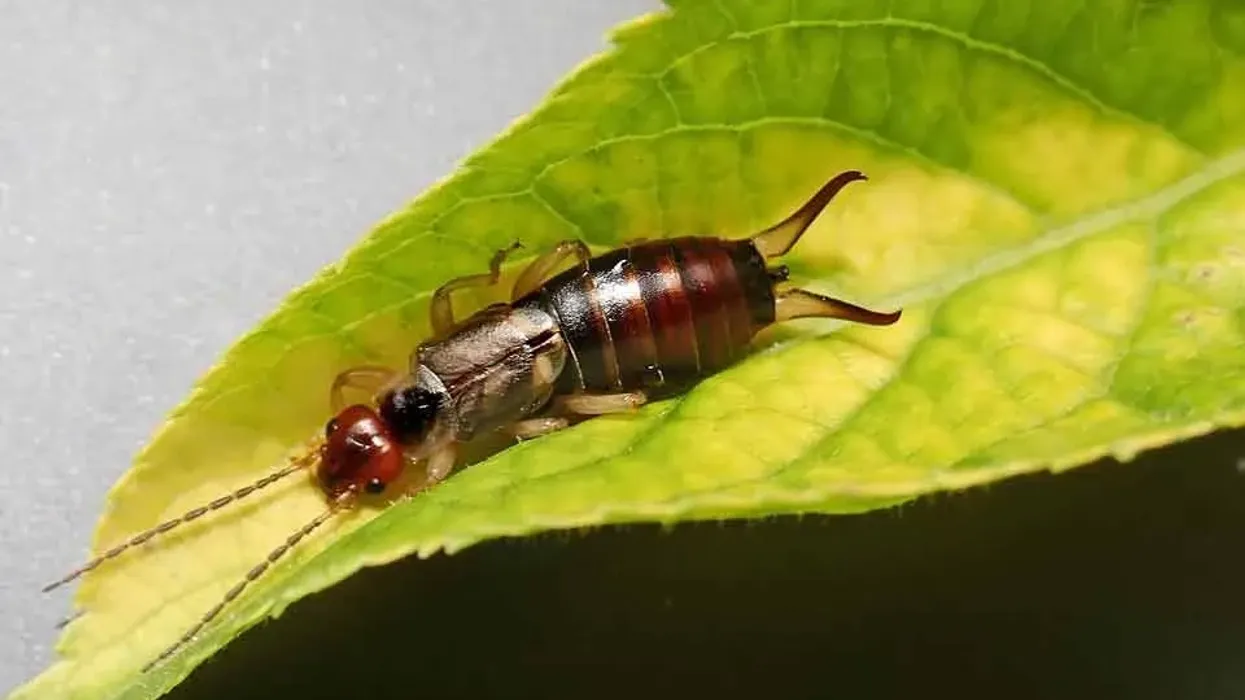 Earwigs facts on insects who love to live outdoors in large numbers