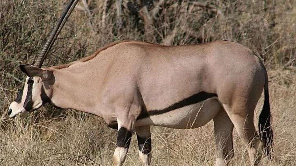 East African oryx facts, a species of antelope native to East Africa.