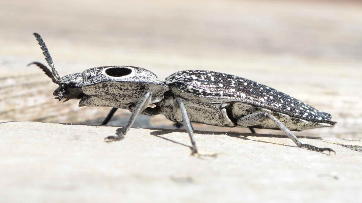 Easter eyed click beetle facts about the click beetle species with large eyespots.