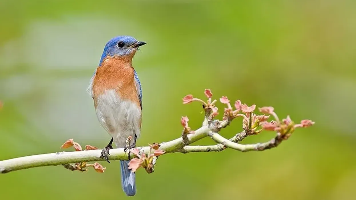 Eastern bluebird facts, a small North American migratory bird.