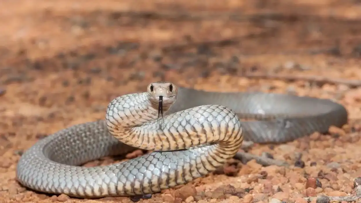 Eastern brown snake facts about a highly venomous snake.