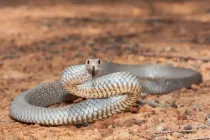 Eastern brown snake facts about a highly venomous snake.