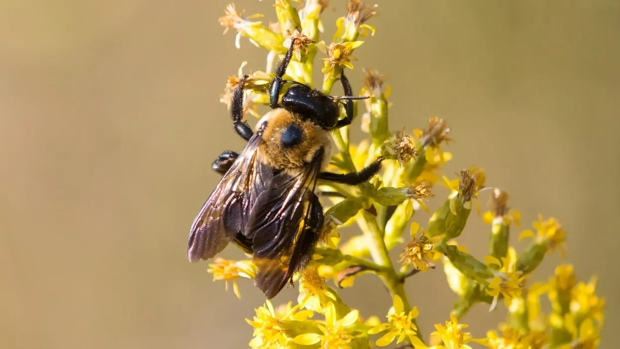 Eastern carpenter bee facts about the large carpenter bee species.