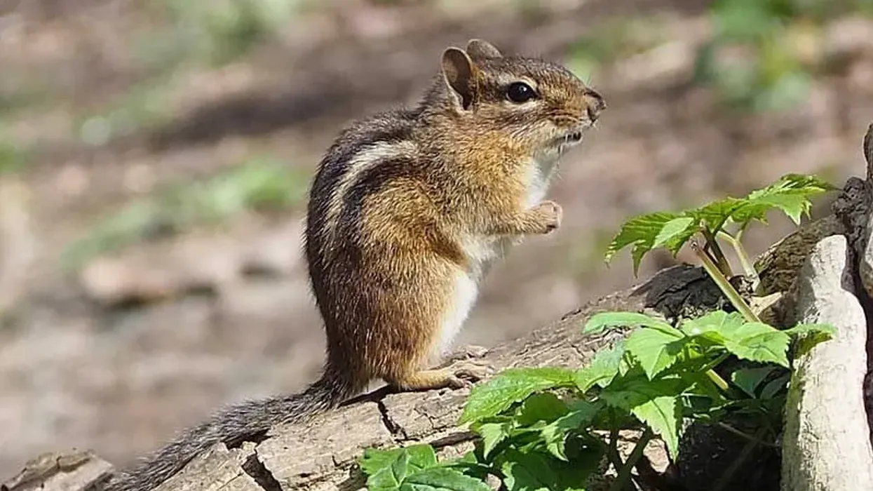 Eastern chipmunk facts for kids about the burrow dwelling species