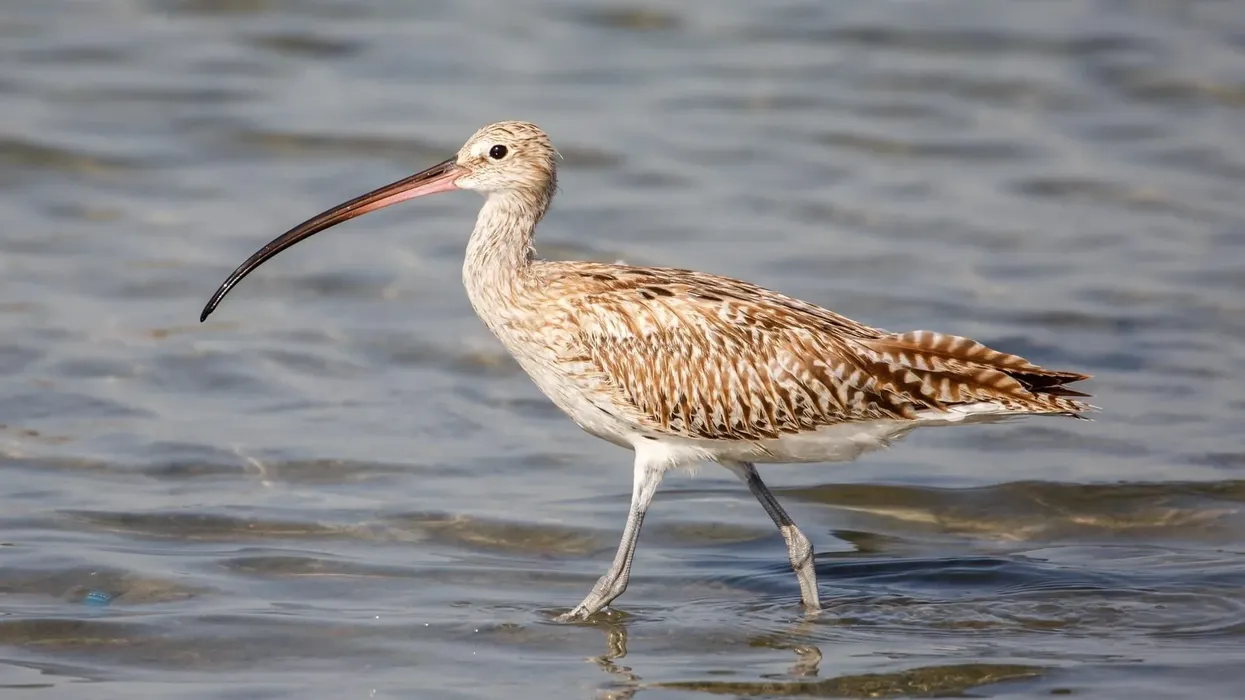 Eastern Curlew Fact File