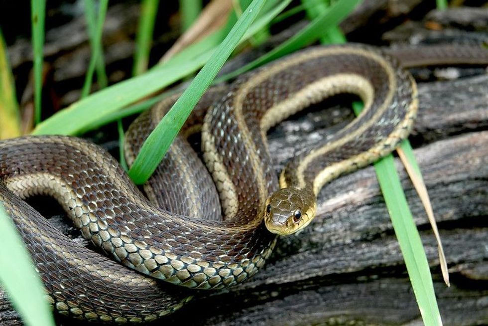 How To Get Rid Of Garter Snakes Once And For All? Tried & Tested Ways