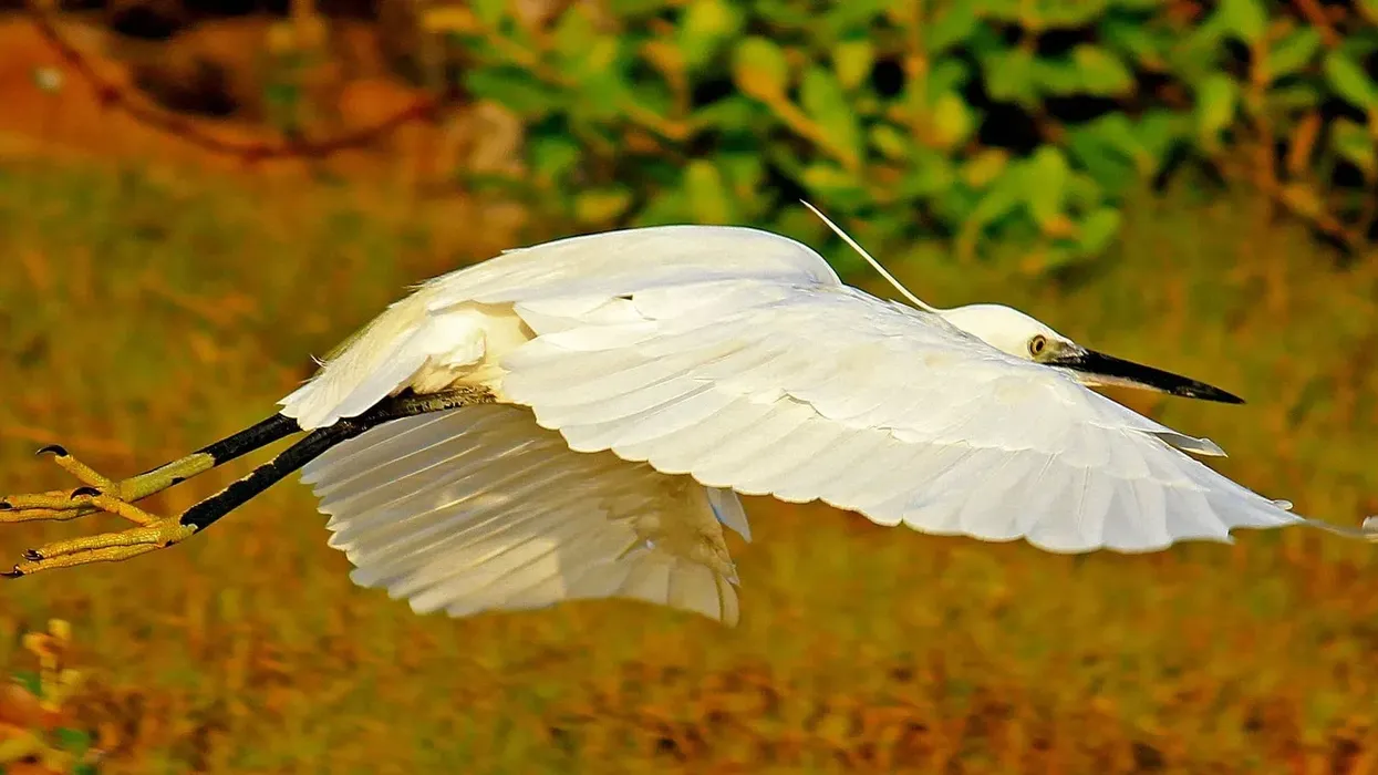 Eastern great egret facts are fascinating!