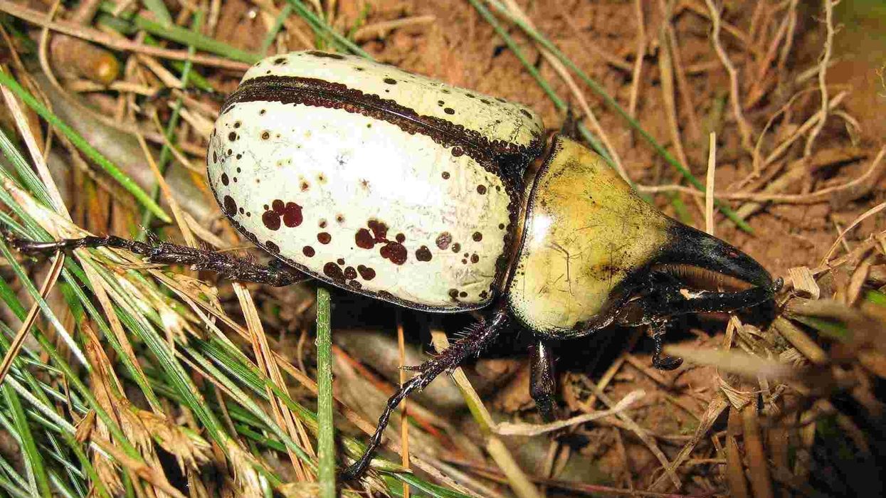 Eastern Hercules beetle facts are quite interesting. 