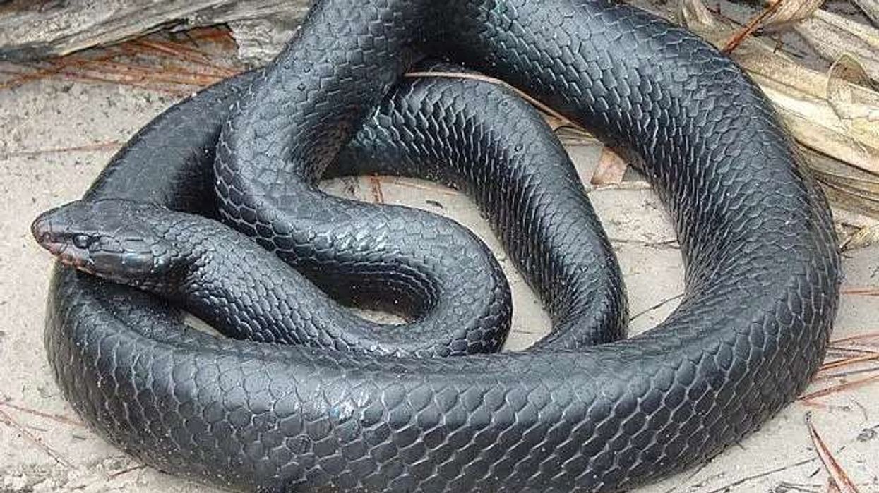 Eastern Indigo snake facts about a non-venomous snake native to North America.