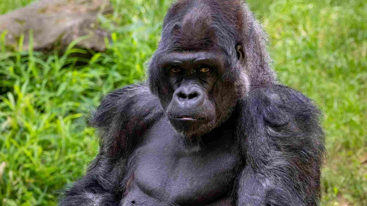Eastern lowland gorilla facts bring us joy