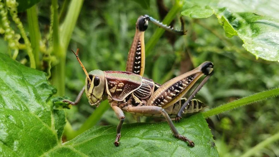 Eastern lubber grasshopper