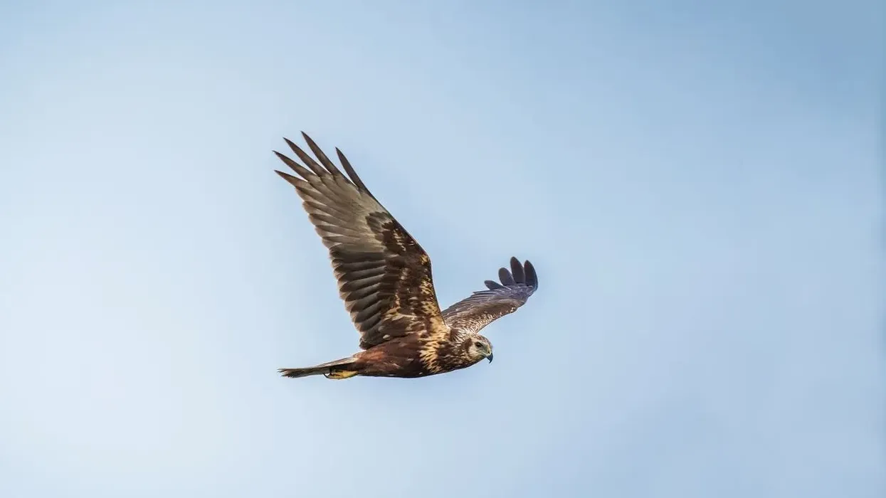Eastern marsh harrier facts are all about a unique bird of the Accipitridae family.