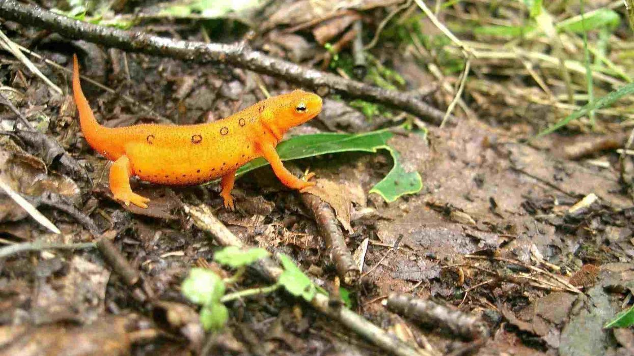 Eastern newt facts shed light on this colorful amphibian!