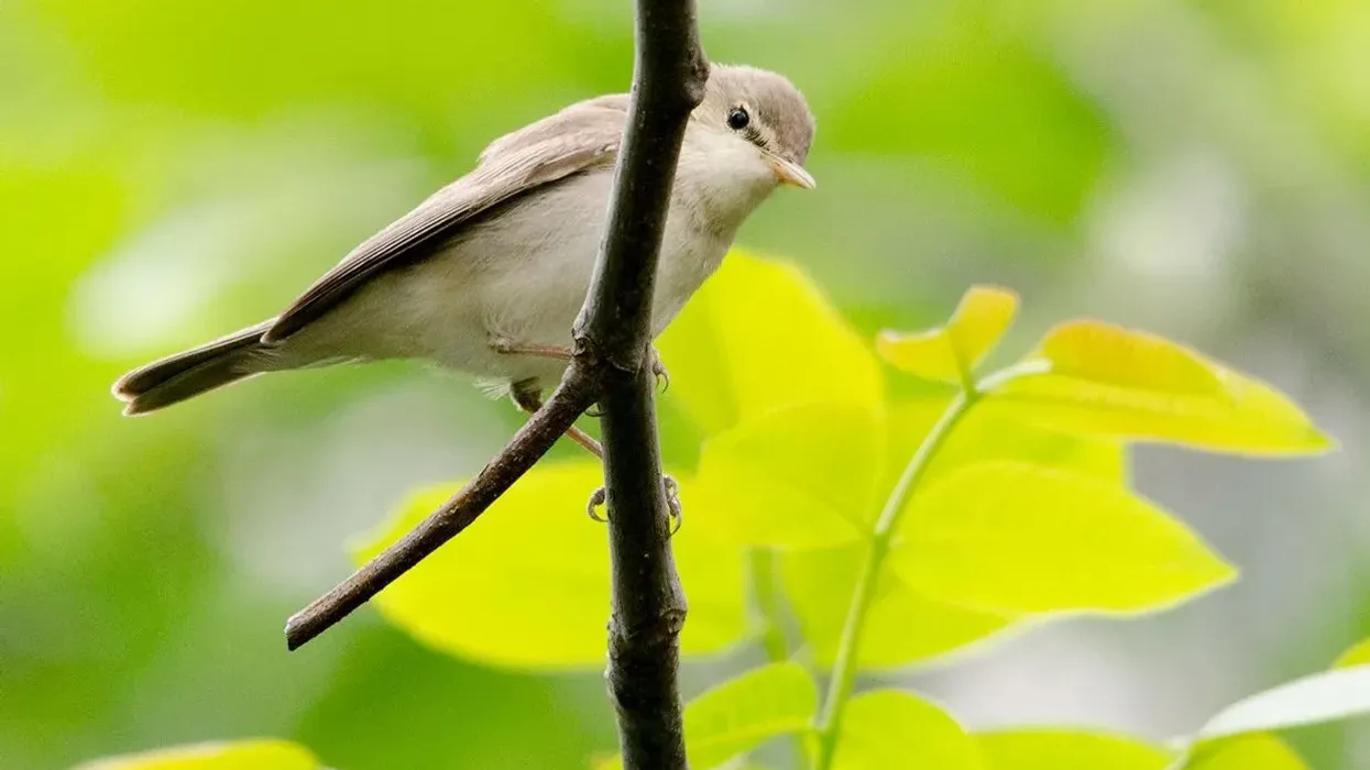 Eastern olivaceous warbler facts are amazing.