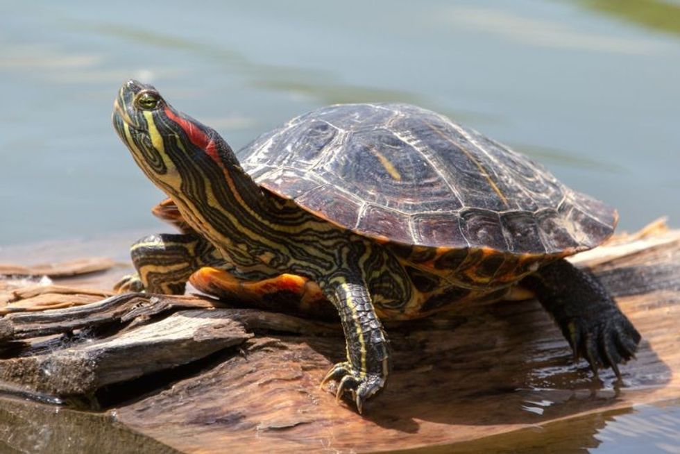 Eastern Painted Turtle