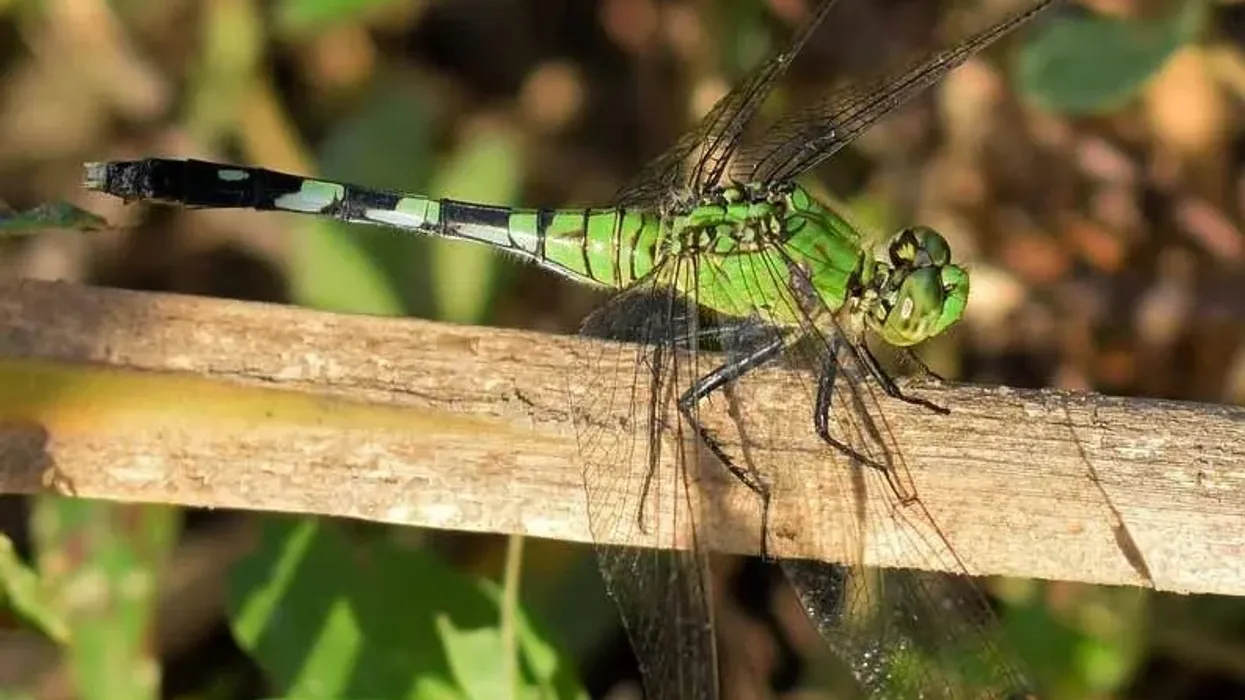 Eastern Pondhawk facts are fascinating to learn about.
