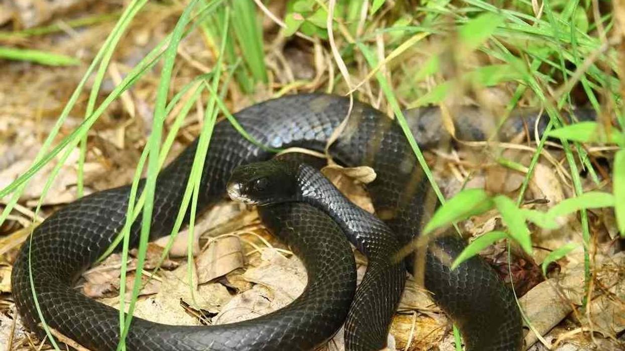 Eastern Rat Snake facts are very interesting for snake lovers.