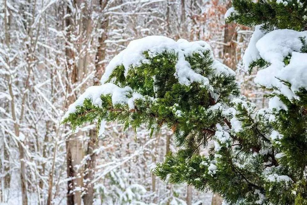 Eastern Red Cedar Tree is also known as the Eastern Juniper Tree.