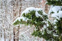 Eastern Red Cedar Tree is also known as the Eastern Juniper Tree.