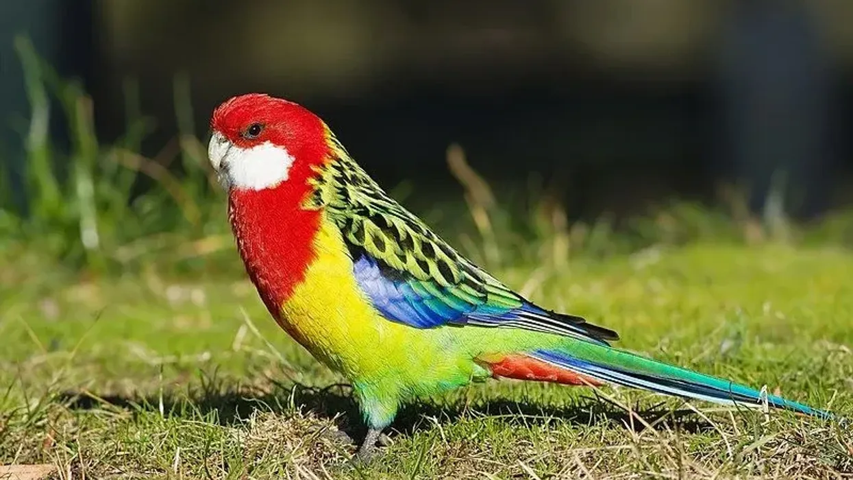Eastern rosella facts open the doors to the fascinating world of the Eastern rosella parrot.