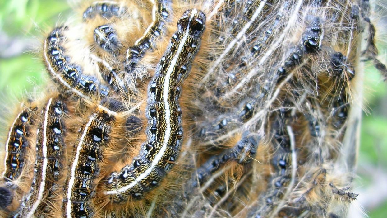 Eastern tent caterpillar facts are about the pest native to North America