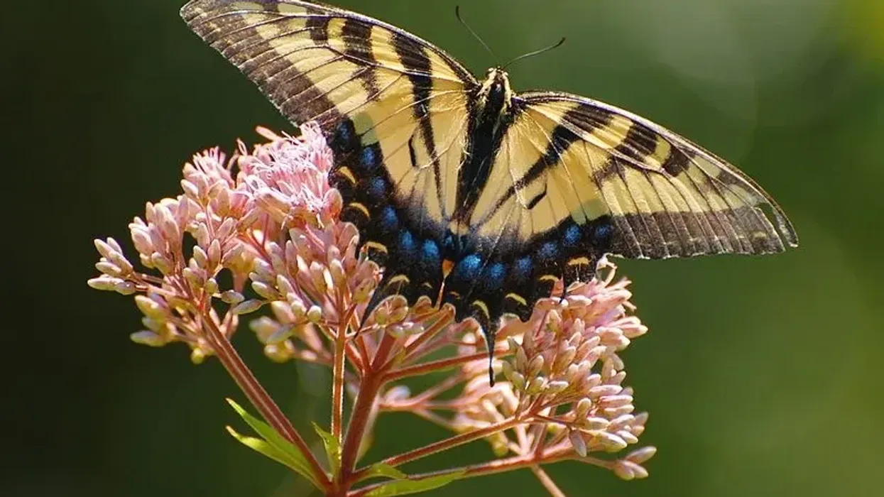 Eastern tiger swallowtail facts illustrate the significance of this North American species
