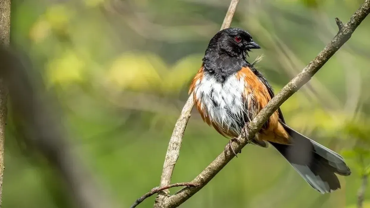 Eastern towhee facts are all about a unique bird of the Passerellidae family