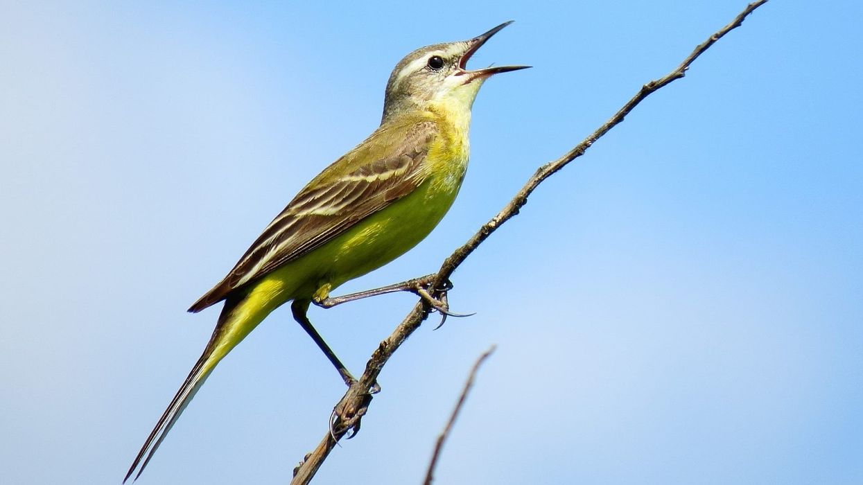 Eastern yellow wagtail facts help us learn more about this species which has been identified as the bird that is most likely to carry the extremely pathogenic H5N1 strain of avian flu from Asia to Alaska.
